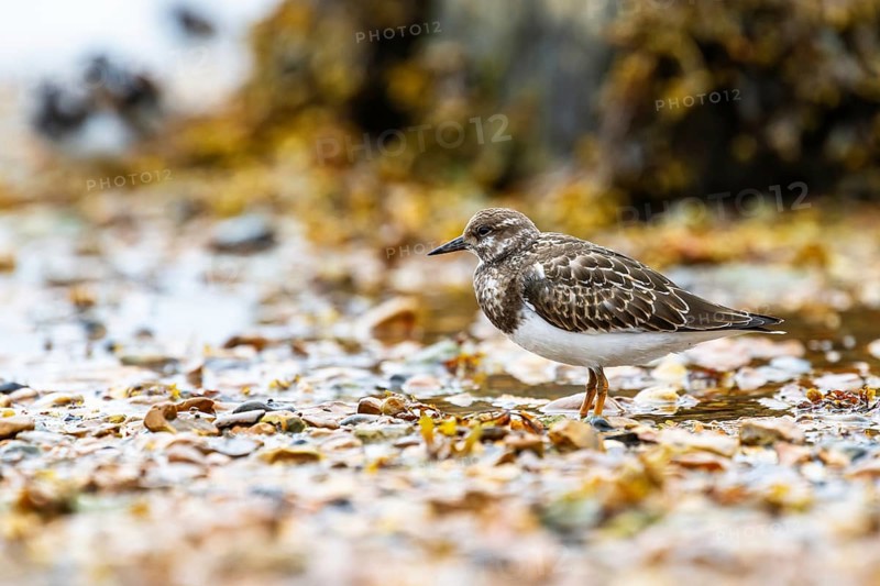 Ruddy Turnstone, Arenaria interpres
