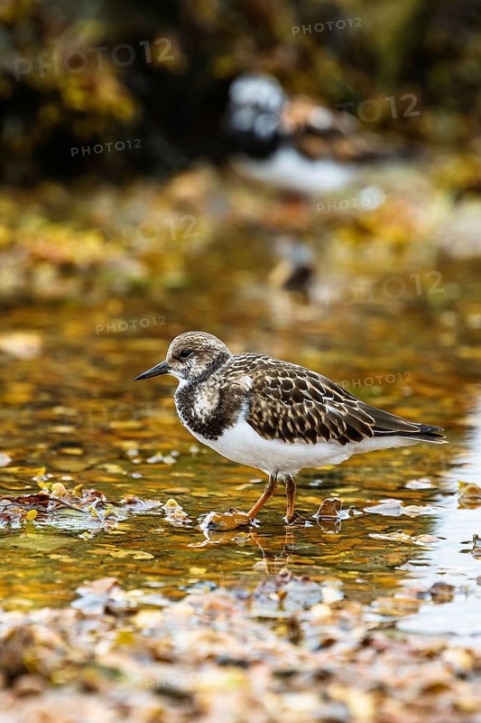Ruddy Turnstone, Arenaria interpres