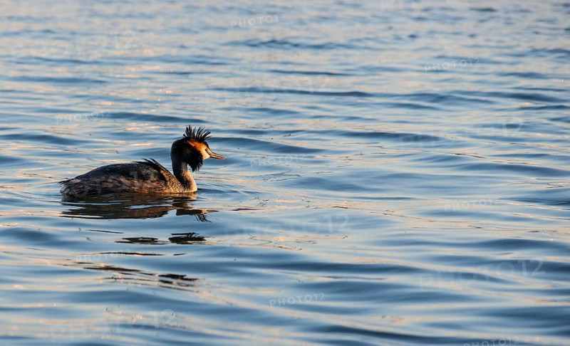 Great Crested Grebe (Podiceps Scalloped ribbonfish) swimming alone in the blue and golden shimmering water, feather cap raised by the wind, plumage shining in the late sunlight at sunset, calm water with small waves, relaxed scenery, gentle light reflections on the water surface, harmonious scene, peaceful atmosphere, nature observation near Mardorf in summer, Steinhuder Meer nature park Park, Lower Saxony, Germany