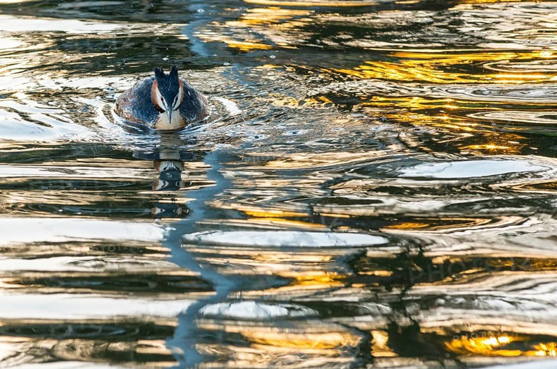 Great Crested Grebe (Podiceps Scalloped ribbonfish) swimming energetically forward in vivid golden light reflections and mirroring on the water surface, colourful shimmering, glittering water, feathered cap visible, late sunlight at sunset, calm water with small waves, relaxed, dynamic scenery, light, fascinating reflections on the water surface, harmonious scene, peaceful atmosphere, nature observation near Mardorf in summer, Steinhuder Meer nature park Park, Lower Saxony, Germany