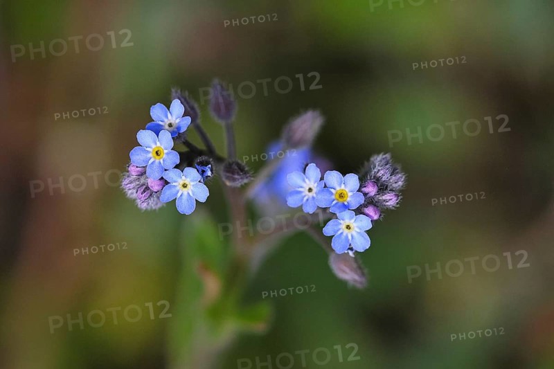 Field forget-me-not, field forget-me-not (Myosotis arvensis), flowers, on a wild field, Wilnsdorf, North Rhine-Westphalia, Germany