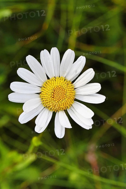 Daisy (Leucanthemum vulgare), flower in a meadow, close-up, macro, Wilnsdorf, North Rhine-Westphalia, Germany