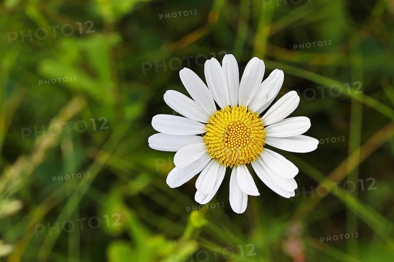 Daisy (Leucanthemum vulgare), flower in a meadow, close-up, macro, Wilnsdorf, North Rhine-Westphalia, Germany