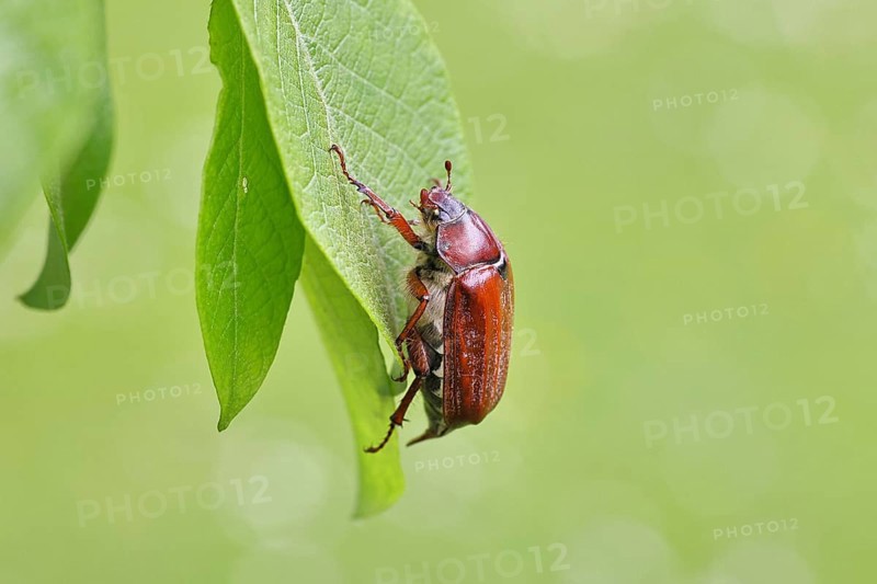 May beetle, wood cockchafer (Melolontha hippocastani), female, on leaf of a willow (Salix caprea), close-up, Wilnsdorf, North Rhine-Westphalia, Germany