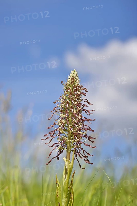 Goat's tongue (Himantoglossum hircinum), inflorescence with open white-purple flowers, in a meadow in front of a blue sky, orchids, orchid, orchid plant, nature photography, Lahnstein, Rhineland-Palatinate, Germany