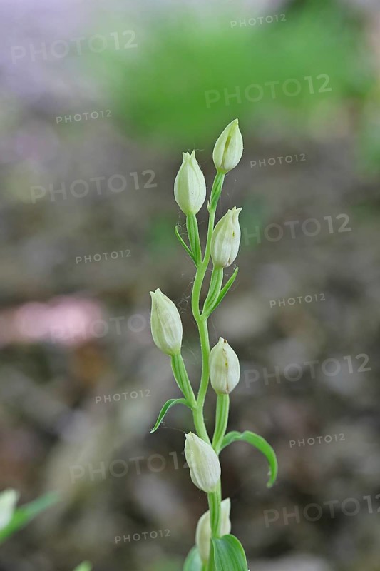 White Helleborine, Pale Helleborine, Cephalanthera damasonium, Orchidaceae, Orchid, Orchidaceae, Asparagales, Plant, Nature photography, Koppelstein Nature Reserve, Lahnstein, Rhineland-Palatinate, Germany