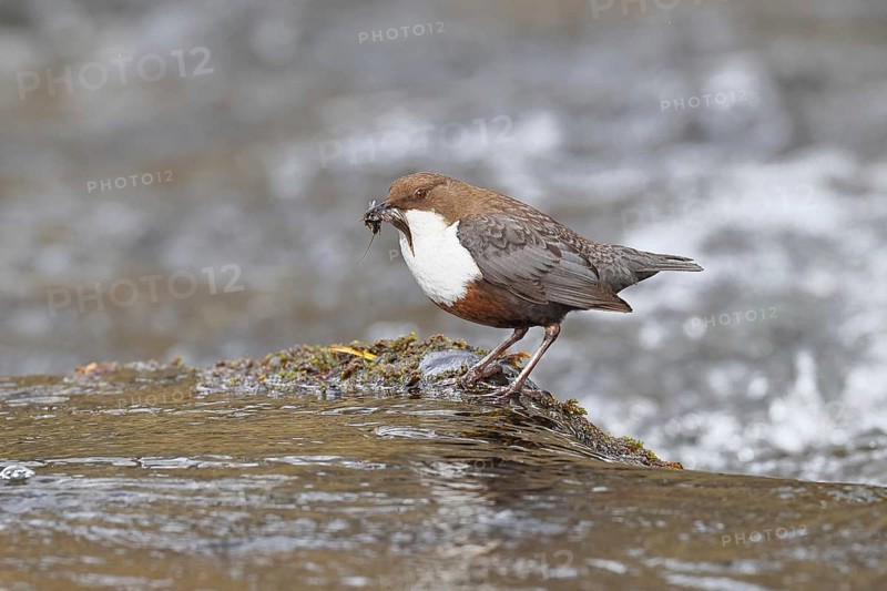 White-throated White-throated Dipper (Cinclus cinclus) standing with prey on a stone in the middle of a stream, the only native songbird that can also dive, wildlife, native nature, Wilnsdorf, North Rhine-Westphalia, Germany