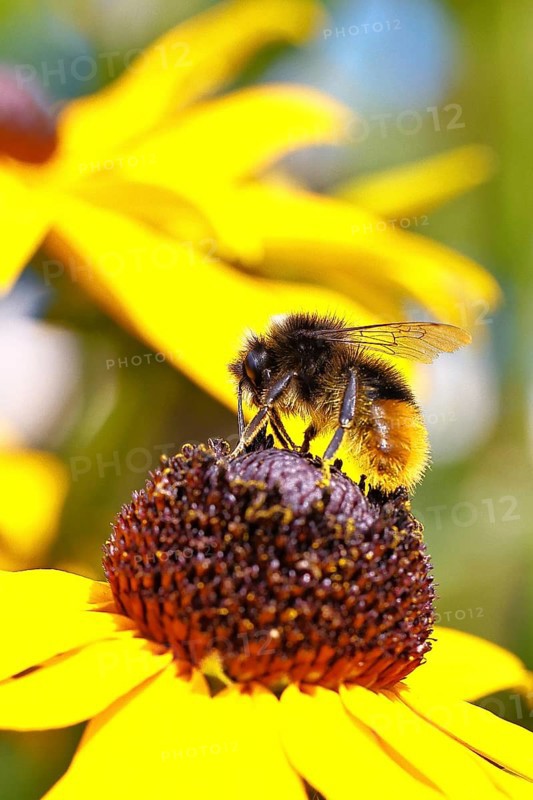 Stone bumblebee (Bombus lapidarius) collecting nectar from a flower of the yellow coneflower (Echinacea paradoxa), macro photograph, Wilnsdorf, North Rhine-Westphalia, Germany