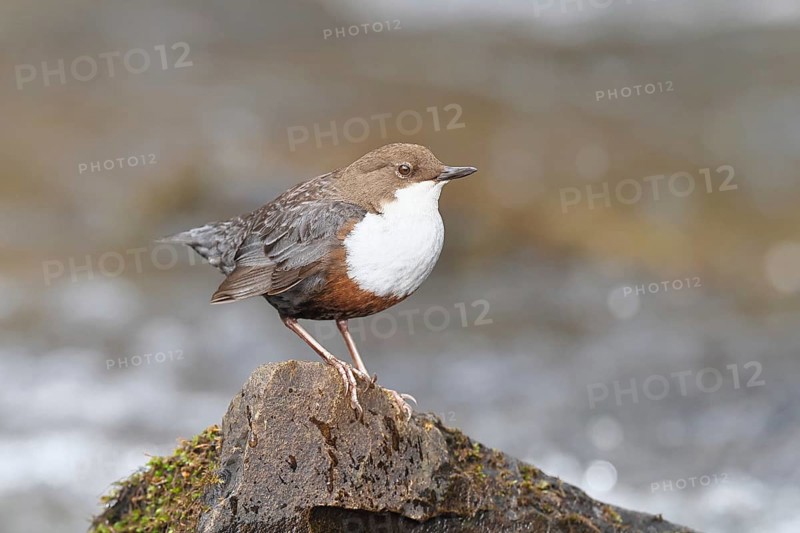 White-throated White-throated Dipper (Cinclus cinclus) standing on a stone in the middle of a stream, the only native songbird that can also dive, wildlife, native nature, Wilnsdorf, North Rhine-Westphalia, Germany