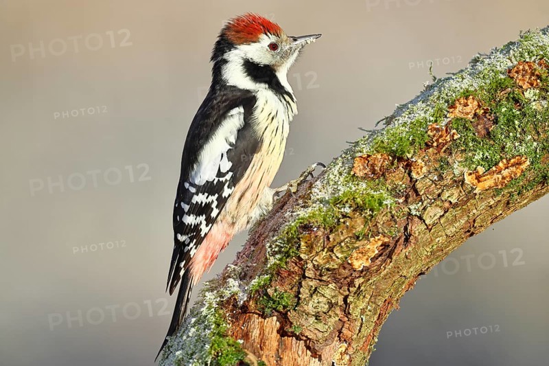 Middle spotted woodpecker (Dendrocopos medius) foraging on a tree stump overgrown with moss and lichen, Wildlife, Woodpeckers, Birds, Nature photography, Wilnsdorf, North Rhine-Westphalia, Germany