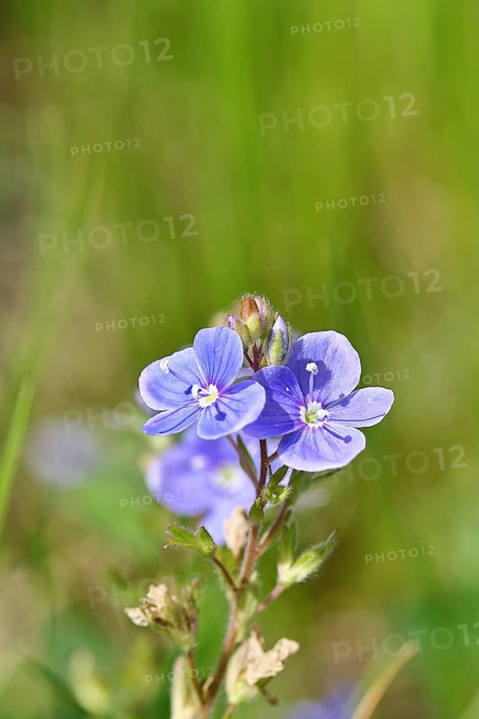 Gamander speedwell (Veronica chamaedrys), men's fritillary, flowers in a deciduous forest, blue blossom, spring, Wilnsdorf, North Rhine-Westphalia, Germany