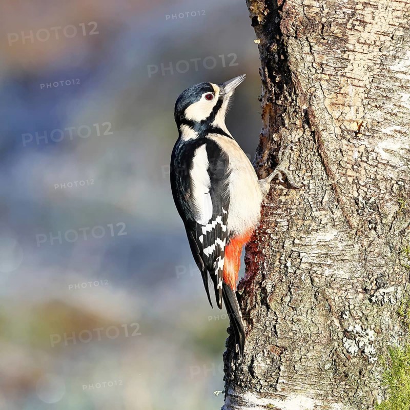 Great spotted woodpecker (Dendrocopus major), male, foraging on the trunk of a common birch (Betula pendula), wildlife, woodpeckers, nature photography, autumn, Wilnsdorf, North Rhine-Westphalia, Germany