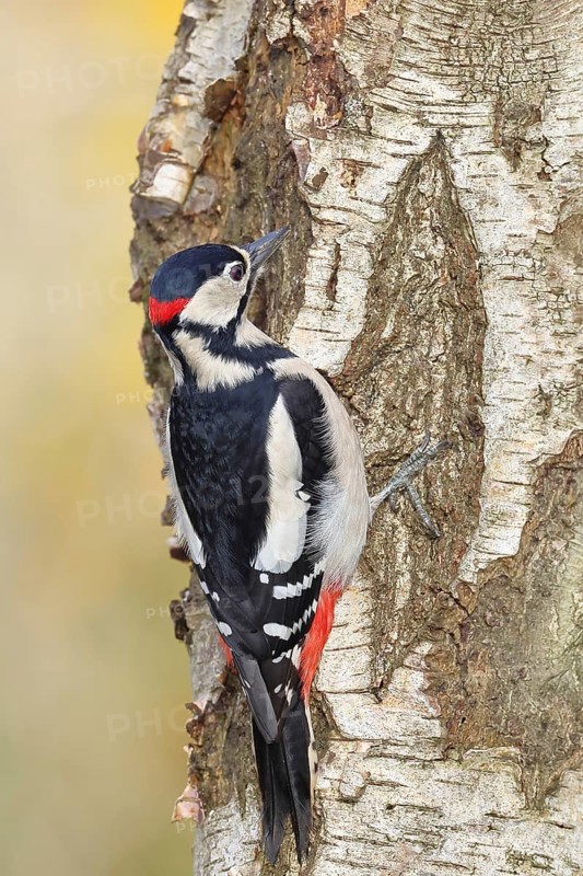 Great spotted woodpecker (Dendrocopus major), male, foraging on the trunk of a common birch (Betula pendula), wildlife, woodpeckers, nature photography, autumn, Wilnsdorf, North Rhine-Westphalia, Germany