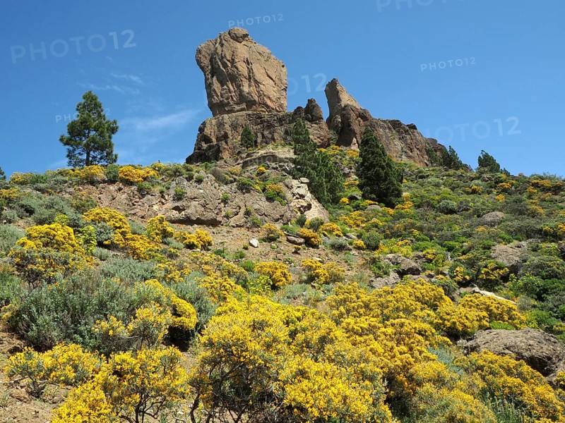 Roque Nublo rock formation surrounded by blooming plants under clear sky, Gran Canaria, Canary Islands, Canary Islands, Spain