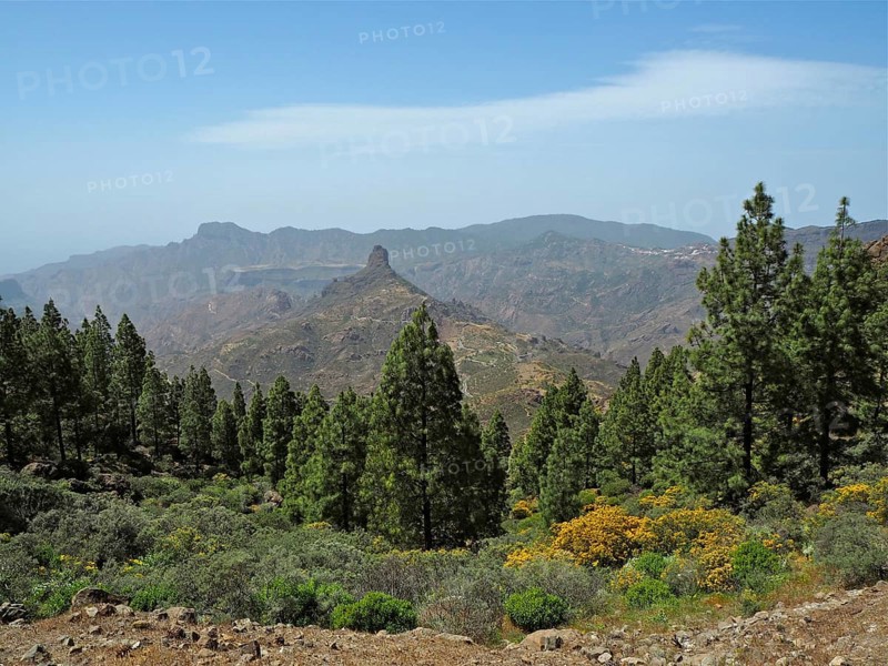 View of pine trees in mountainous landscape with blue sky, Roque Bentayga, Gran Canaria, Canary Islands, Spain