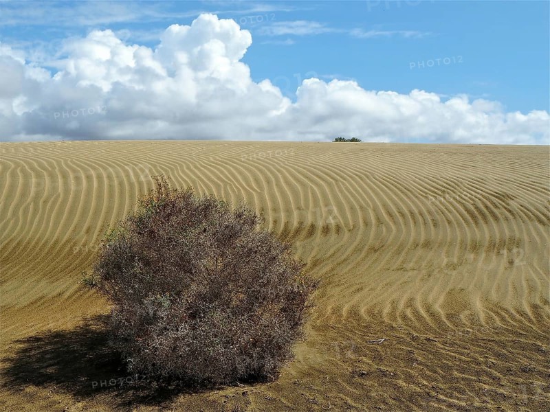 Wide sand dunes with clouds in the sky and a bush in the foreground, dunes of Maspalomas, Gran Canaria, Canary Islands, Spain