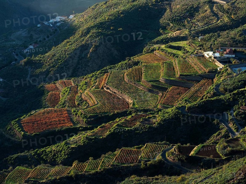 Extensive terraced fields in a hilly landscape in warm sunlight, Cuevas Caidas, Gran Canaria, Canary Islands, Spain