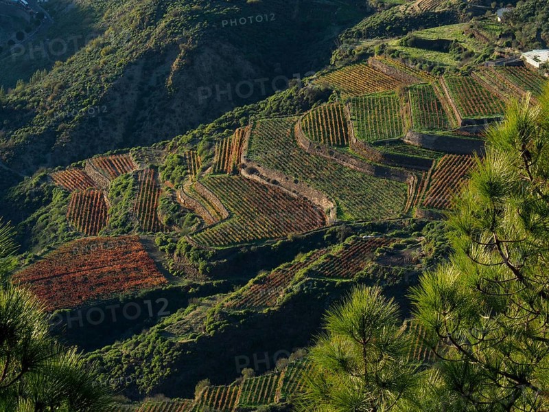 View of terraced fields in the midst of a green mountain landscape, Cuevas Caidas, Gran Canaria, Canary Islands, Spain