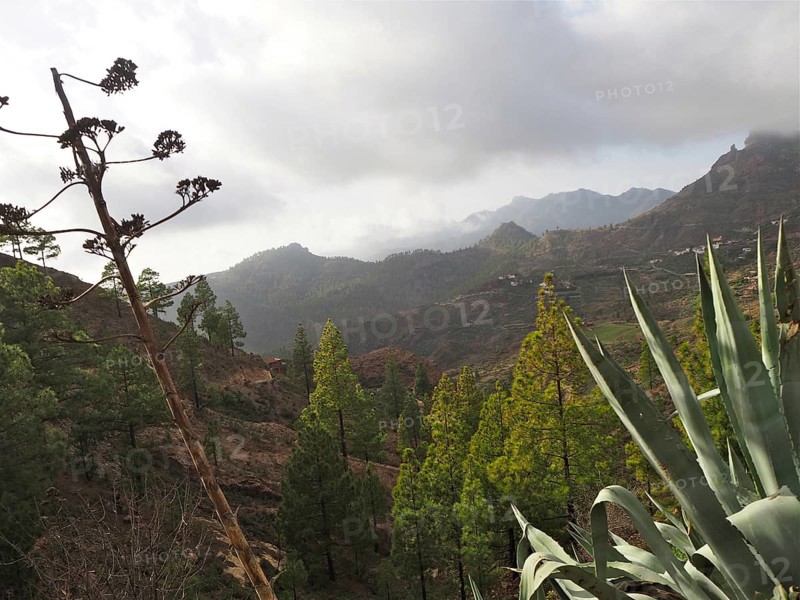 View of hilly landscape with green trees under cloudy sky, Gran Canaria, Canary Islands, Canary Islands, Spain
