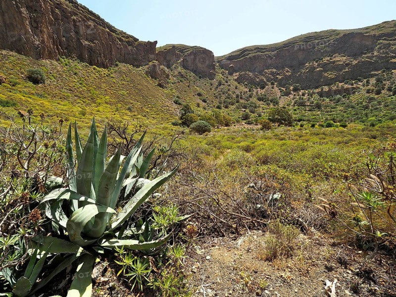 Arid landscape with agaves in the foreground and green valley in the background, Caldera de Bandama volcanic crater, Gran Canaria, Canary Islands, Spain