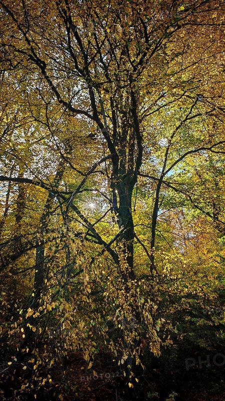 Forest with golden autumn leaves and soft lighting, Rennsteig, Hainich National Park, Thuringian Forest nature park Park