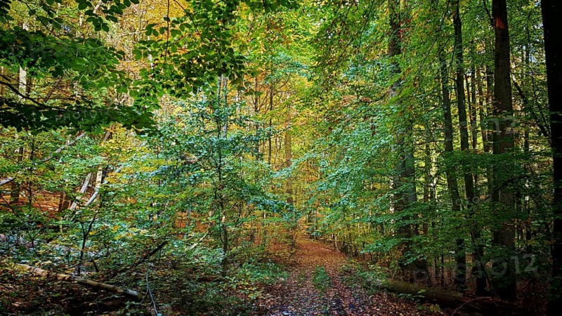 Autumn forest trail surrounded by green trees and foliage, Hainich National Park, Thuringian Forest nature park Park