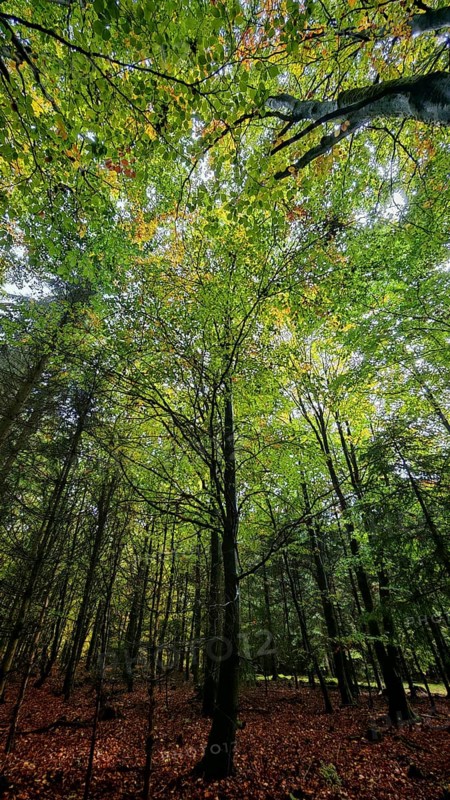 View of an autumnal deciduous forest looking up into the treetops with mostly green leaves and isolated rays of light, treetops, Rennsteig, Frankenwald nature park Park