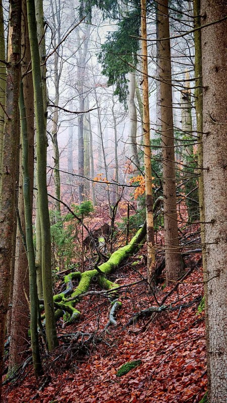 Colourful forest with moss-covered trees and falling autumn leaves, Rennsteig, Thuringian Forest nature park Park
