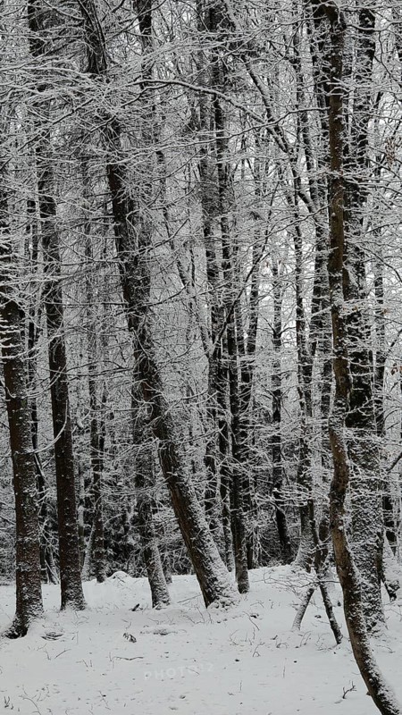 Snowy forest landscape with tall, white trees, quiet and fresh winter atmosphere, Franconian Forest nature park Park