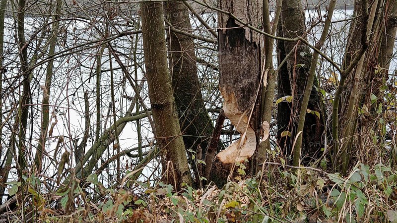 Tree trunks with beaver nibble tracks on the banks of a body of water, Frankenwald nature park Park