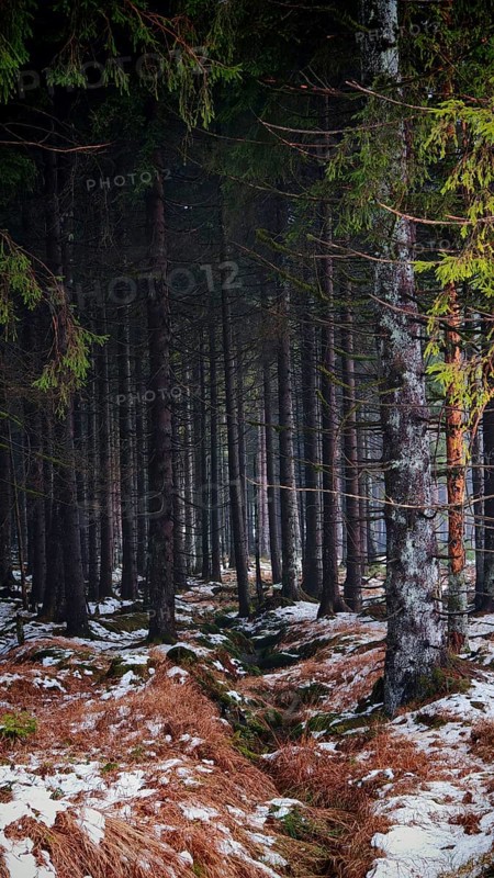 Dense forest with snow-covered soil, dark and quiet atmosphere, Rennsteig, Thuringian Forest nature park Park