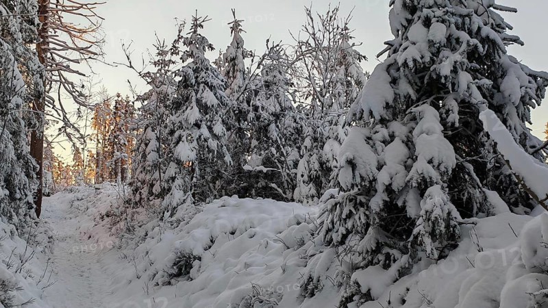 Snow-covered path through dense trees, spruces (picea) in a quiet winter forest at sunset, Rennsteig, Thuringian Forest nature park Park