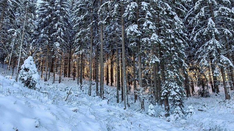 Winter forest spruce (picea) with snow cover and translucent sunlight, Rennsteig, Thuringian Forest nature park Park