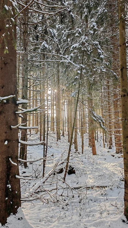Snow-covered forest with sunlight rays between the spruce (picea) trees, Rennsteig, Thuringian Forest nature park Park