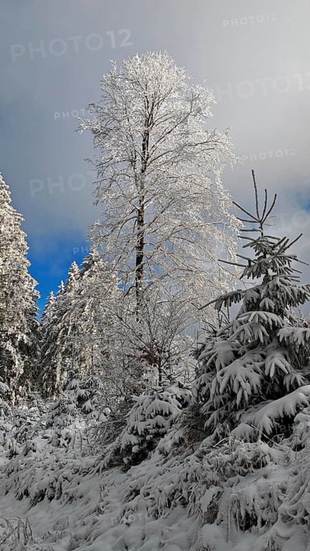 Tall tree covered with snow, surrounded by snow-covered spruces (picea), Rennsteig, Thuringian Forest nature park Park