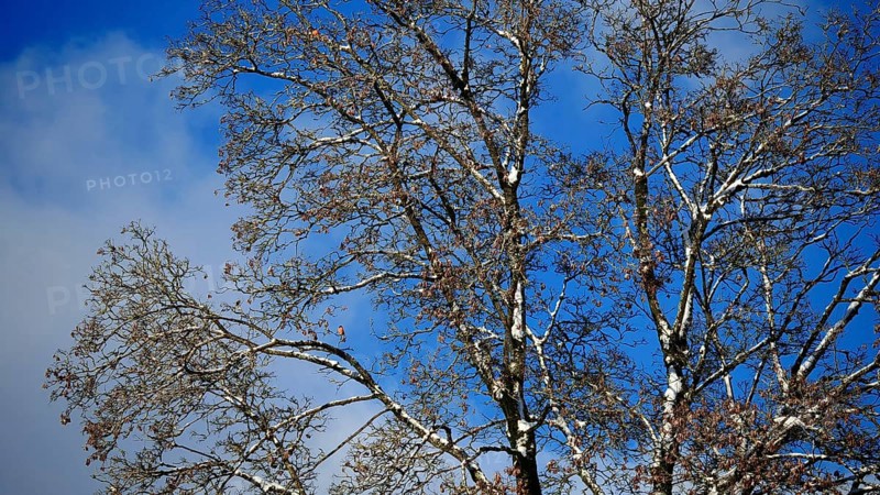 A tree with bare branches on a blue sky with few clouds in sunny autumn, Frankenwald nature park Park