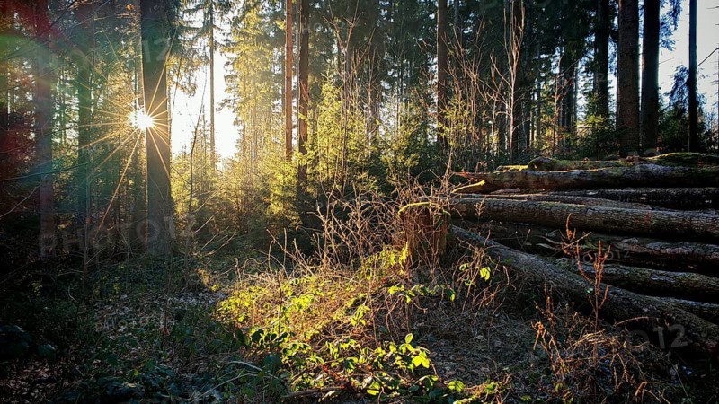 Sun rays flood a forest clearing, piles of wood and shrubs in the foreground, Fichtelgebirge