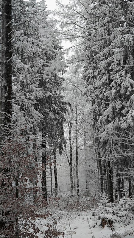 Snowy forest trail surrounded by tall, snow-covered trees, quiet atmosphere, Fichtelgebirge