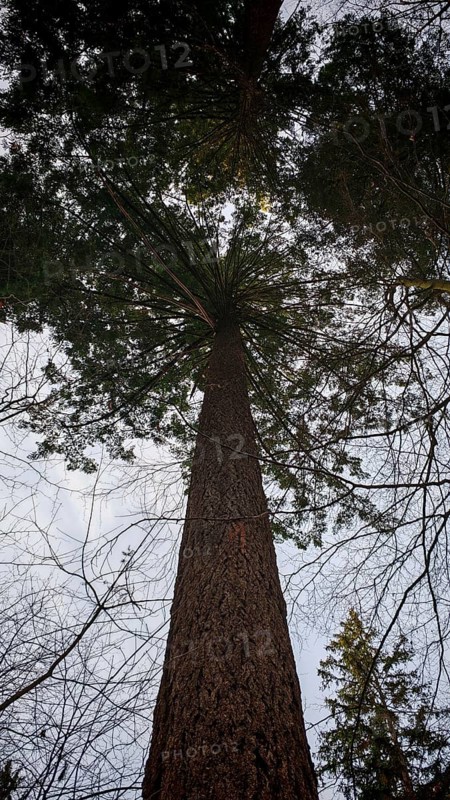 View of a conifer (pinus) from below to the treetop, Franconian Forest nature park Park