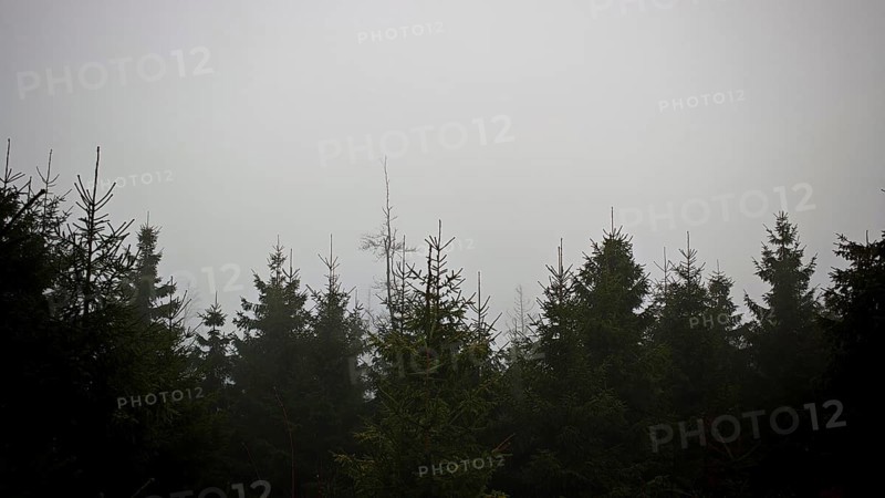 View over the tops of the conifers, spruces (picea) into the misty sky, Rennsteig, Thuringian Forest nature park Park