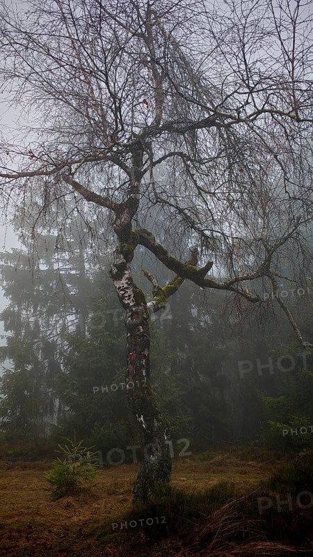 Bare tree, birch (Betula) in a foggy winter landscape, Rennsteig, Thuringian Forest nature park Park
