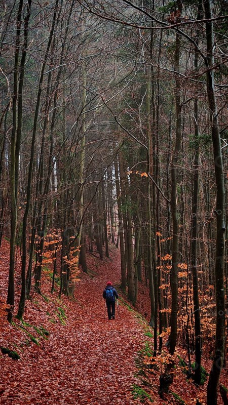 A walker walks across a leafy path in autumn forest, Rennsteig, Thuringian Forest nature park Park