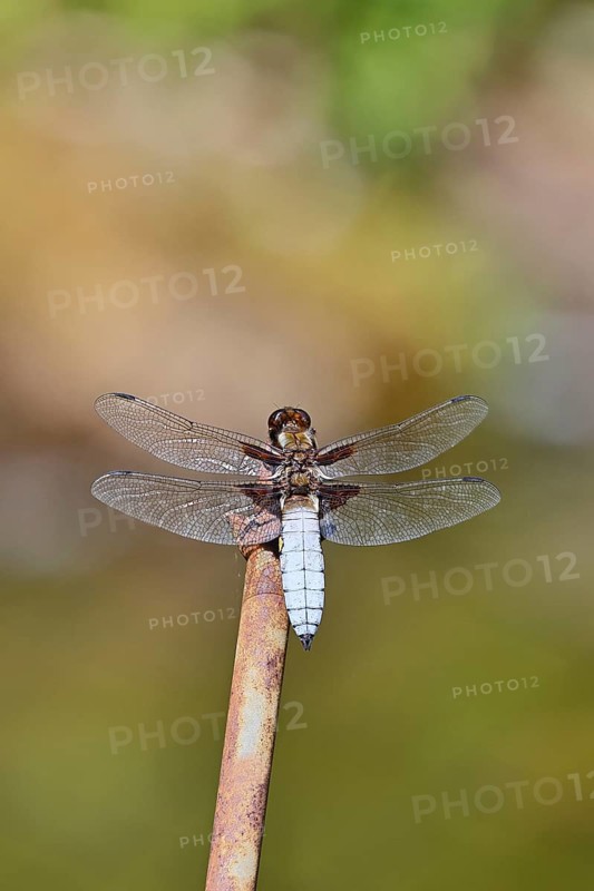 Flat-bellied dragonfly (Libellula depressa), family of damselflies (Libellulidae), male sitting on a fence top in the garden, close-up, Wilnsdorf, North Rhine-Westphalia, Germany