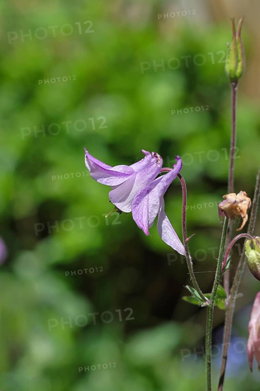 Columbine (Aquilegia vulgaris), pink flower at the edge of a forest, in spring, Wilnsdorf, North Rhine-Westphalia, Germany