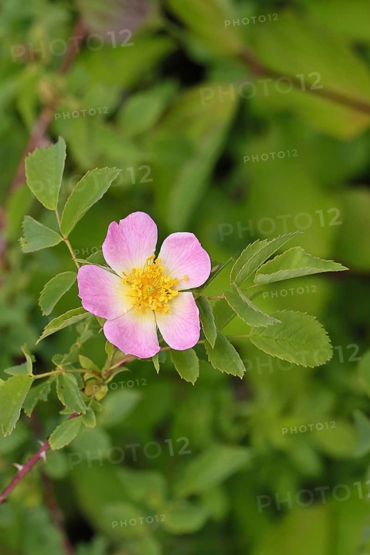 Dog rose (Rosa canina), dog rose, flower, North Rhine-Westphalia, Germany