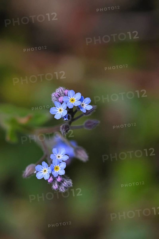 Field forget-me-not, field forget-me-not (Myosotis arvensis), flowers, on a wild field, Wilnsdorf, North Rhine-Westphalia, Germany