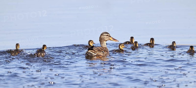 Mallard (Anas platyrhynchos), female with young, swimming hastily away, Wagbachniederung nature reserve, Waghäusel, Baden-Württemberg, Germany