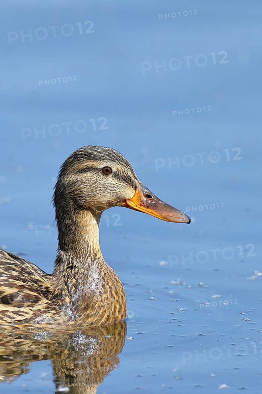 Mallard (Anas platyrhynchos), female, animal portrait, Wagbachniederung nature reserve, Waghäusel, Baden-Württemberg, Germany