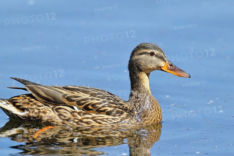 Mallard (Anas platyrhynchos), female, swimming on a pond, Wagbachniederung nature reserve, Waghäusel, Baden-Württemberg, Germany