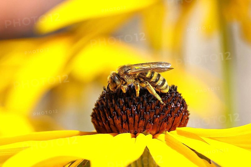 Yellow-banded furrow bee (Halictus scabiosae), on yellow coneflower (Echinacea paradoxa), Wilnsdorf, North Rhine-Westphalia, Germany